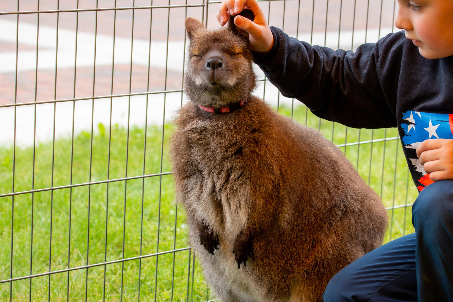 This wallaby poses sweetly as a young boy gives some pets at the petting zoo at the Centralia College SpringFest Tuesday afternoon.